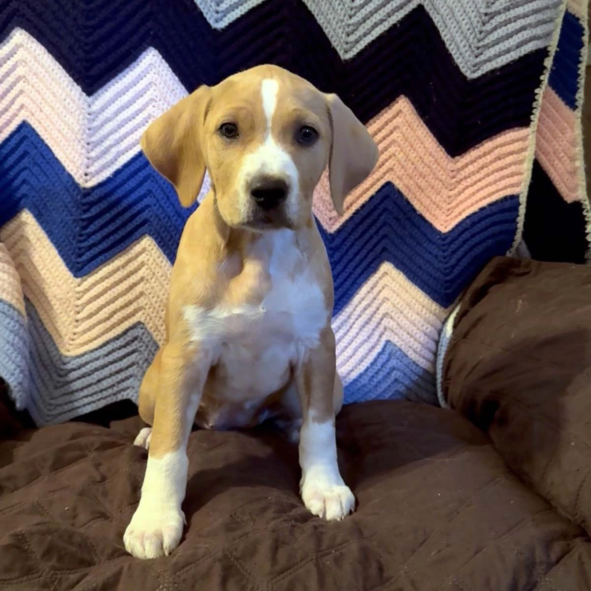 Scream Pup Hannah