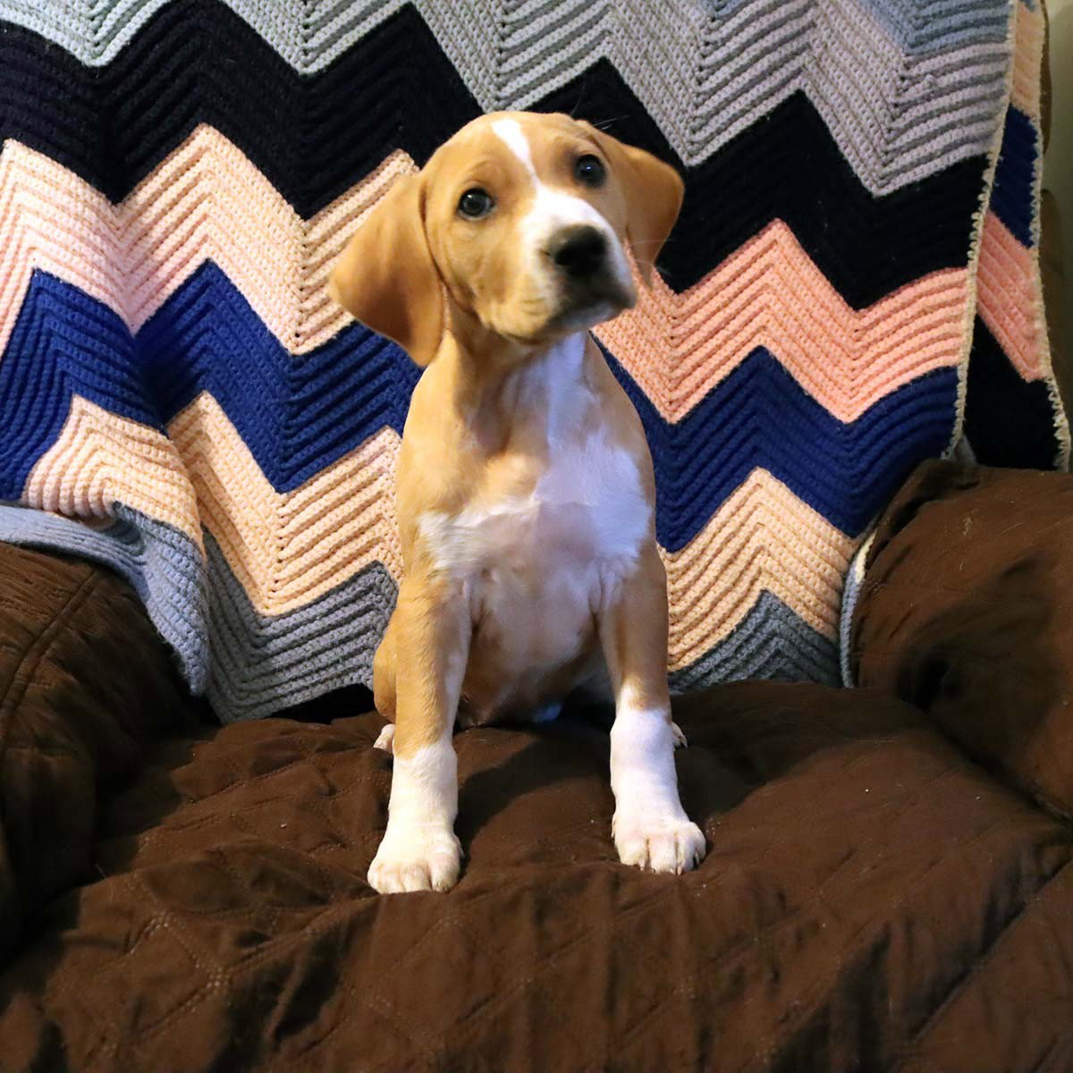 Scream Pup Hannah, photo 2