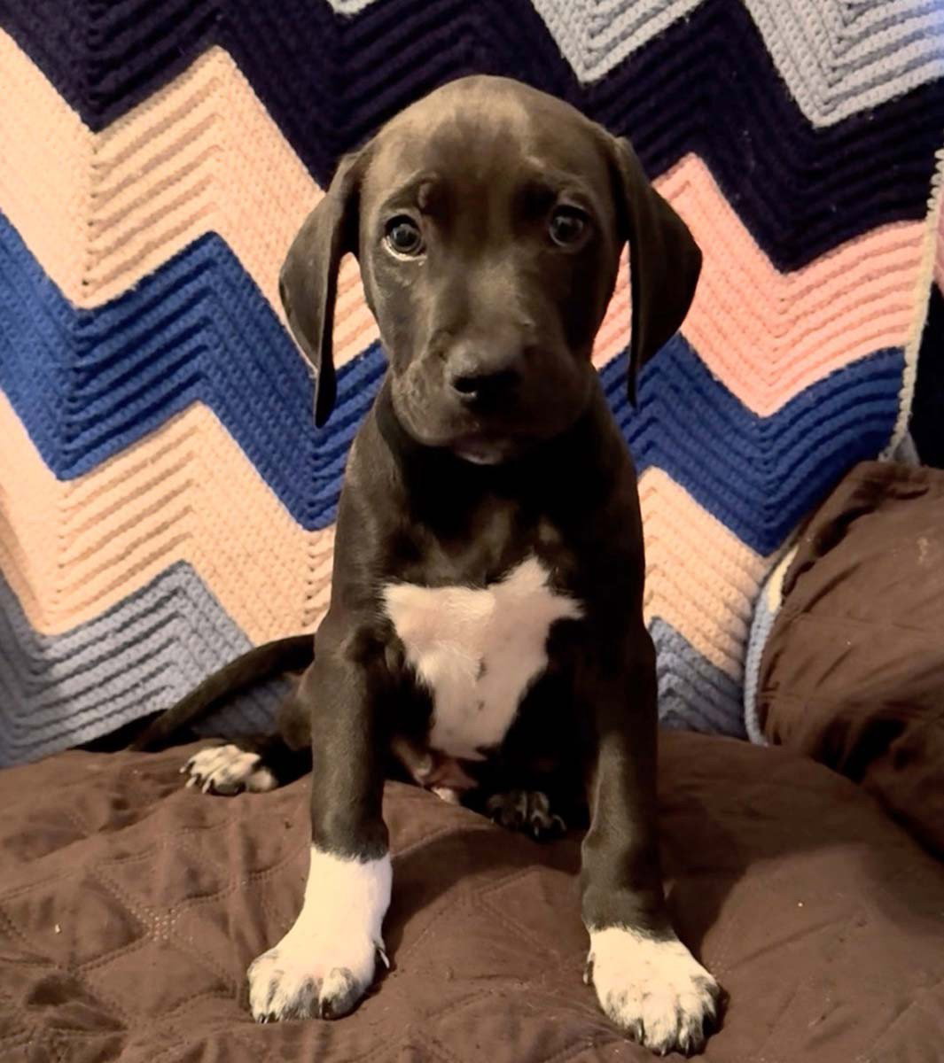 Scream Pup Chad