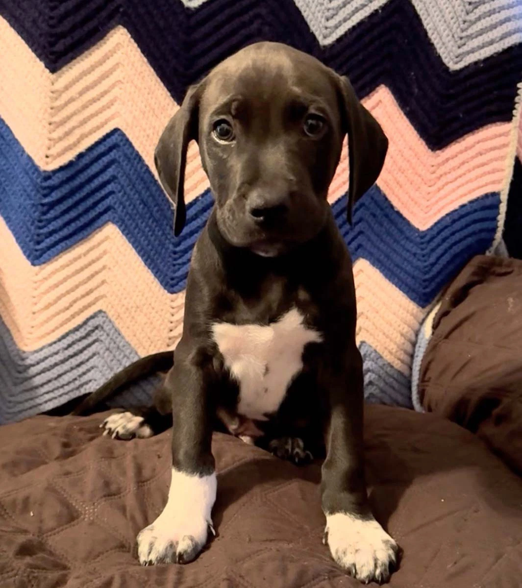 Scream Pup Chad