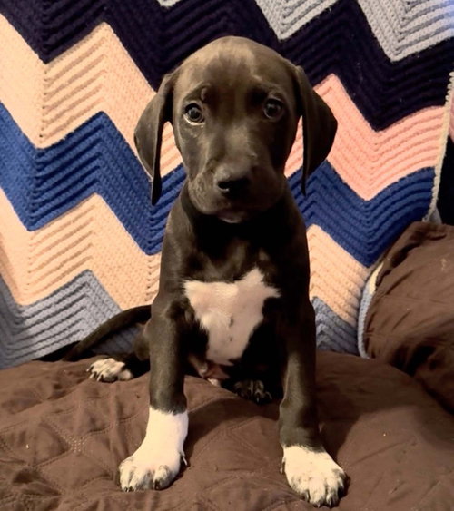 Scream Pup Chad