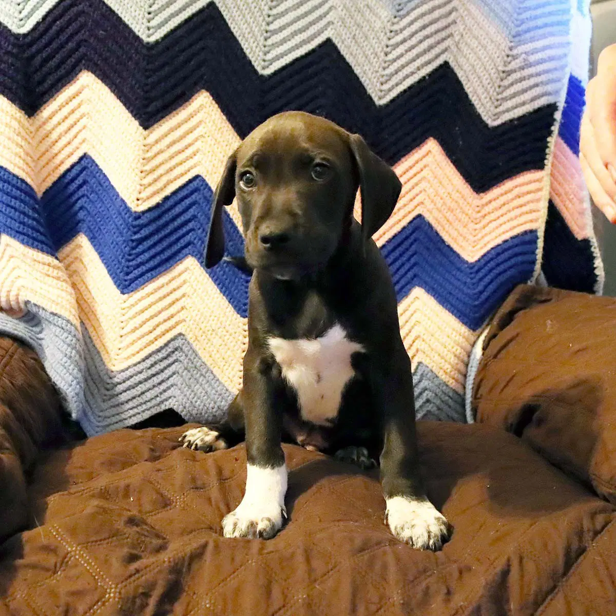 Scream Pup Chad image 2