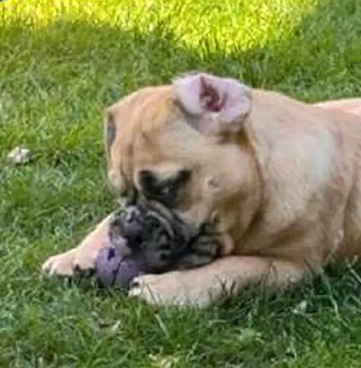 Chunk - Pug