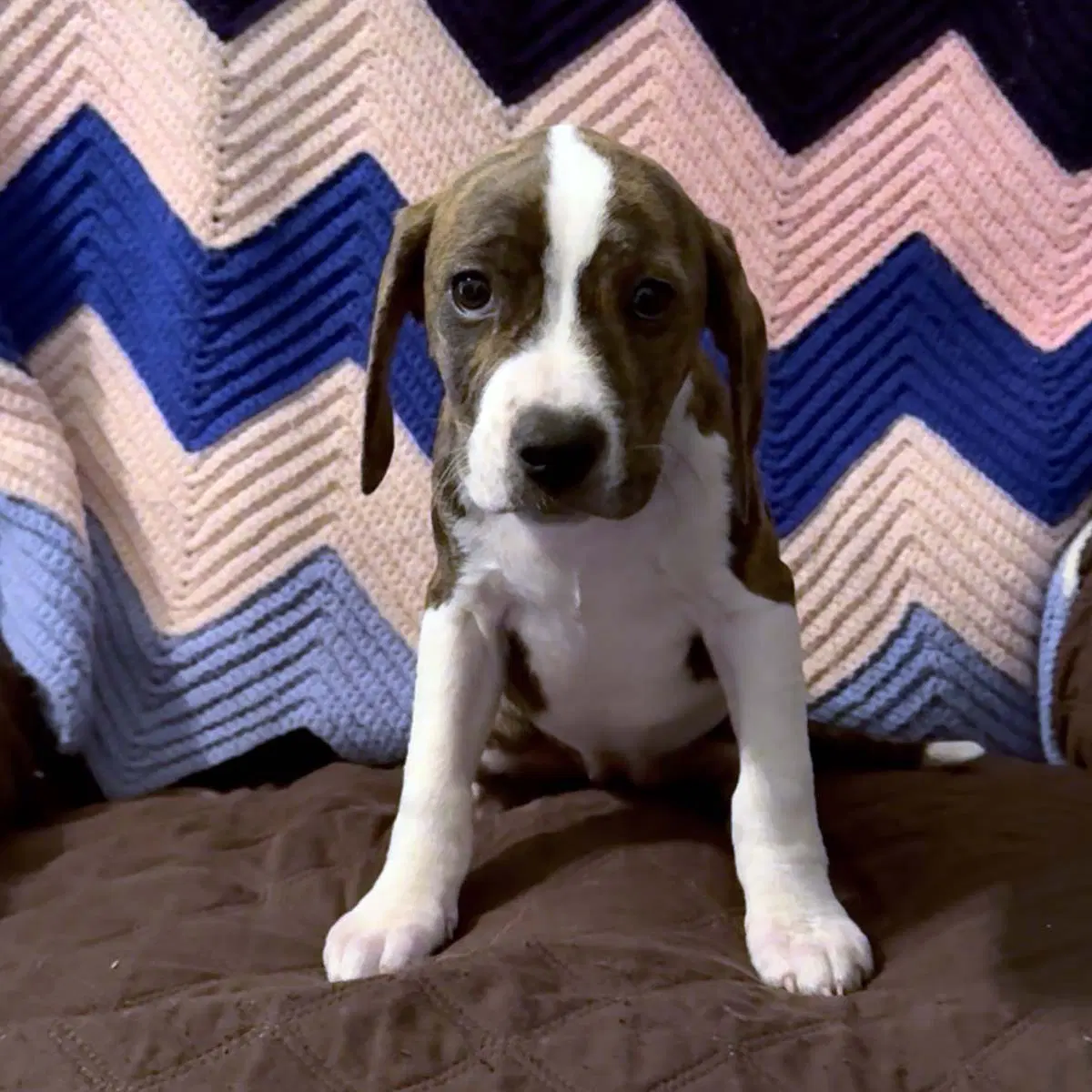 Scream Pup Gale - Labrador Retriever