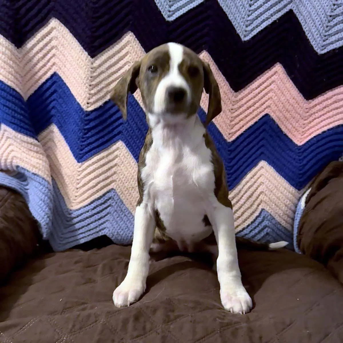 Scream Pup Gale image 2