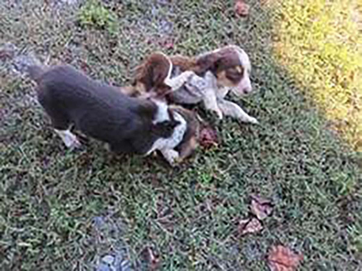 Aussomes Pup Dolly