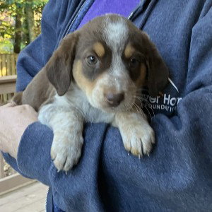 Aussomes Pup Dolly, photo 2