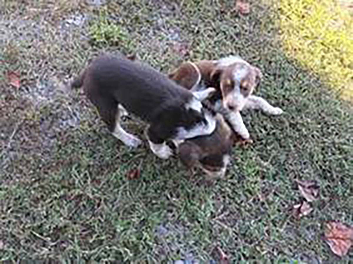 Aussomes Pup Kali