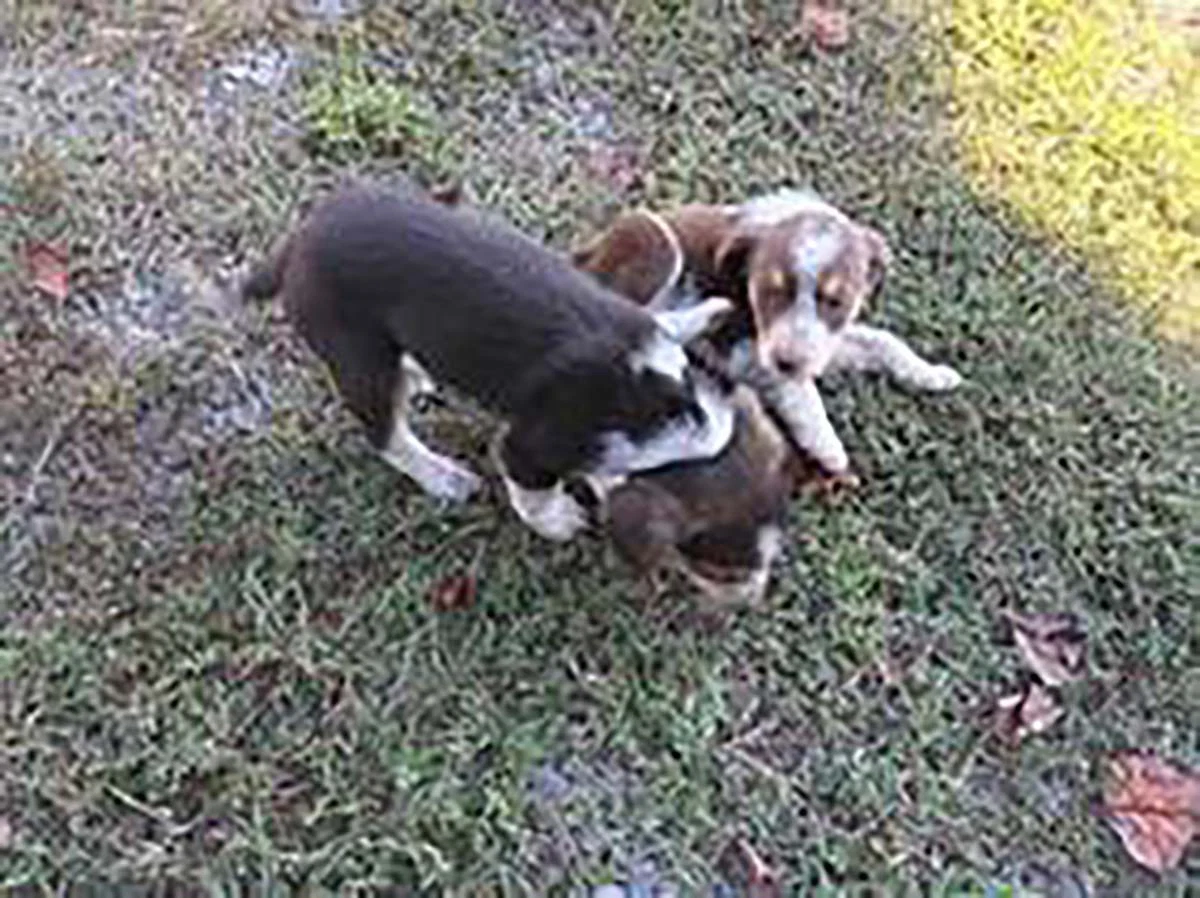 Aussomes Pup