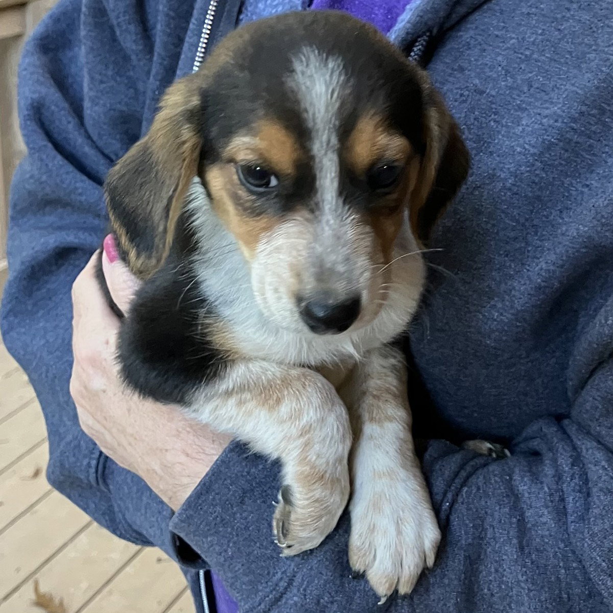 Aussomes Pup Kali, photo 3