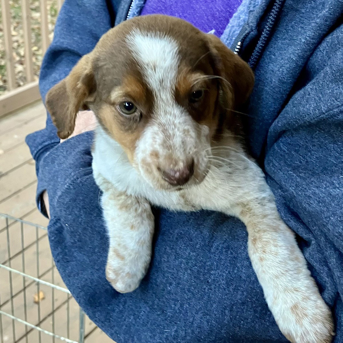 Aussomes Pup Tate, photo 2