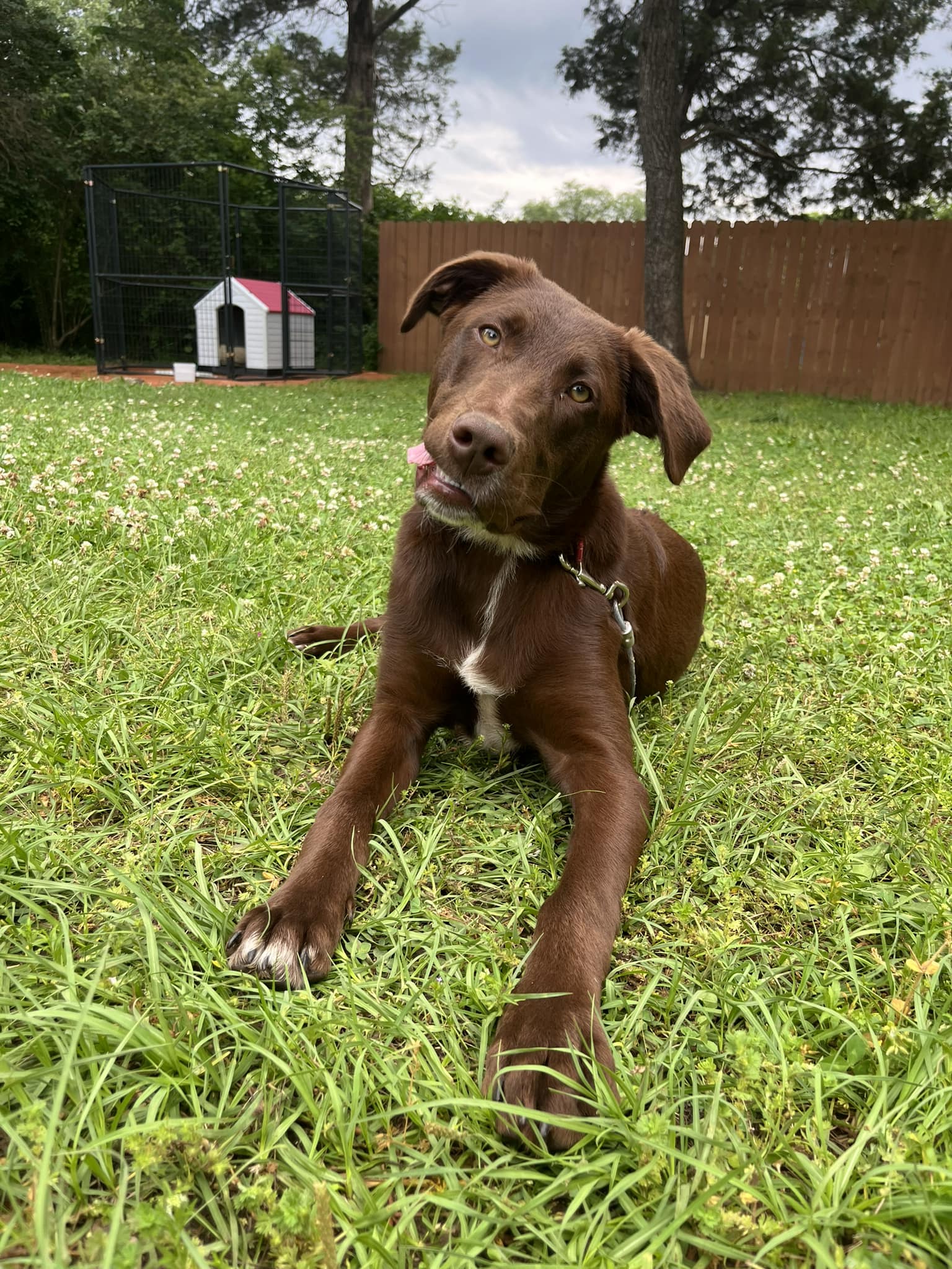 adoptable Dog in La Vergne, TN named Charlie - On Home Trial