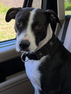 Miss Daisy - Photo 5