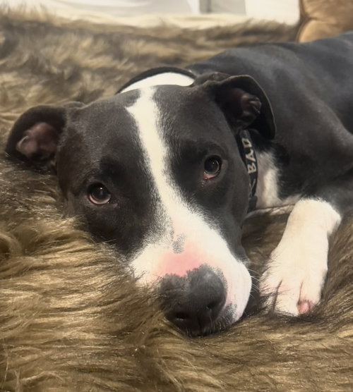 MISS DAISY - American Pit Bull Terrier available for adoption