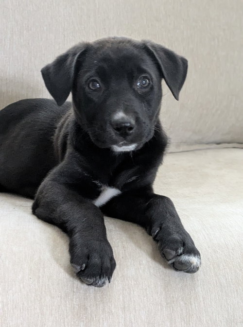 Penelope