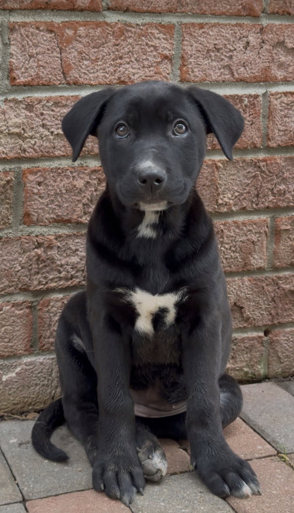 Penelope