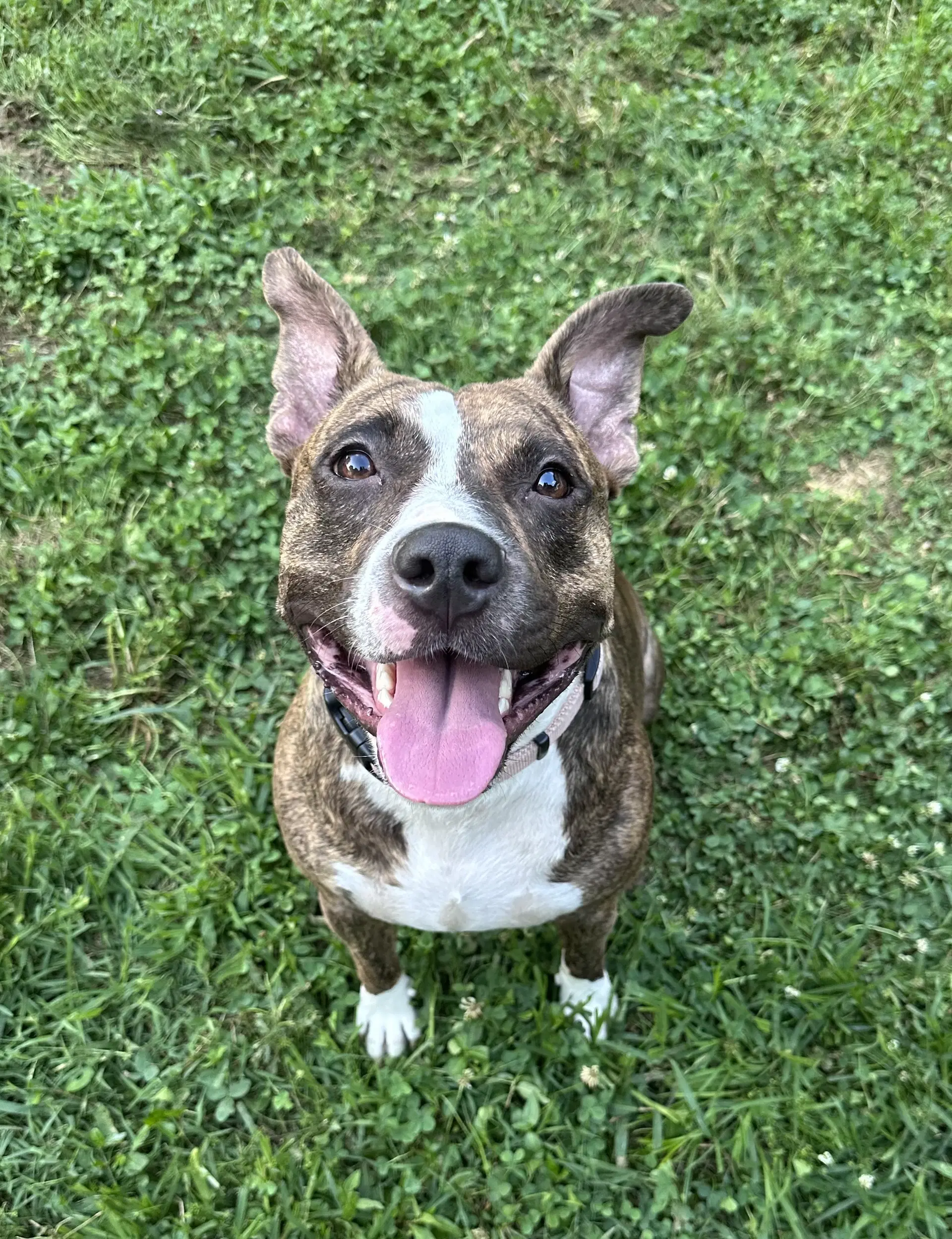 June - American Pit Bull Terrier