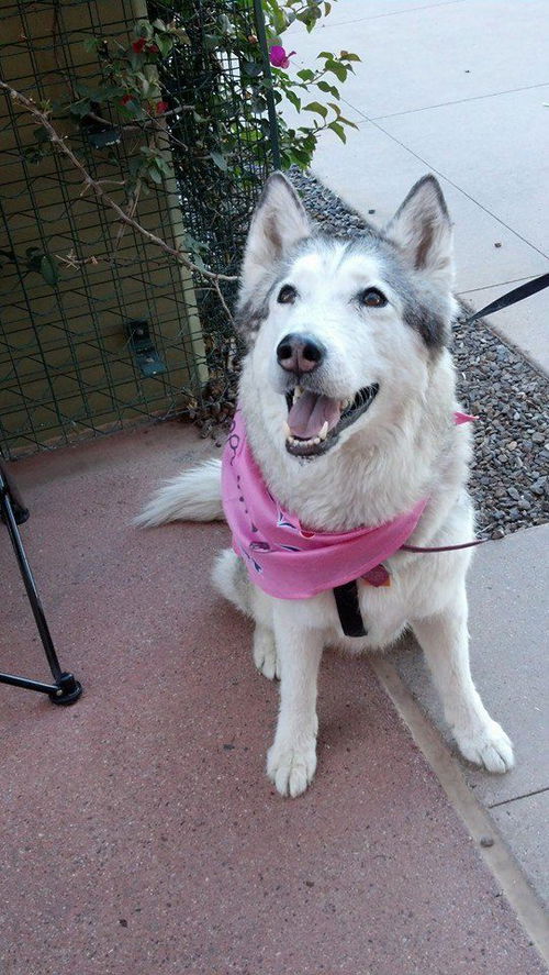 AVA COURTESY POST FOR PIF HUSKY RESCUE