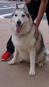 AVA COURTESY POST FOR PIF HUSKY RESCUE