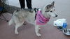 AVA COURTESY POST FOR PIF HUSKY RESCUE