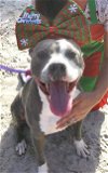 adoptable Dog in fort pierce, FL named JOSIE