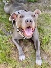 adoptable Dog in fort pierce, FL named KIRA