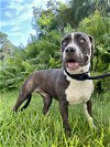 adoptable Dog in fort pierce, FL named MARY JANE
