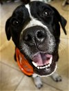 adoptable Dog in fort pierce, FL named Moo Moo
