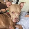 adoptable Dog in fort pierce, FL named BLUE