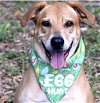 adoptable Dog in fort pierce, FL named ROSIE