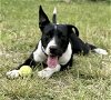adoptable Dog in fort pierce, FL named MARTY