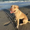 adoptable Dog in  named LUNA