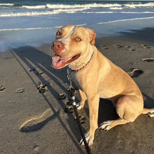 picture of the dog needing adoption