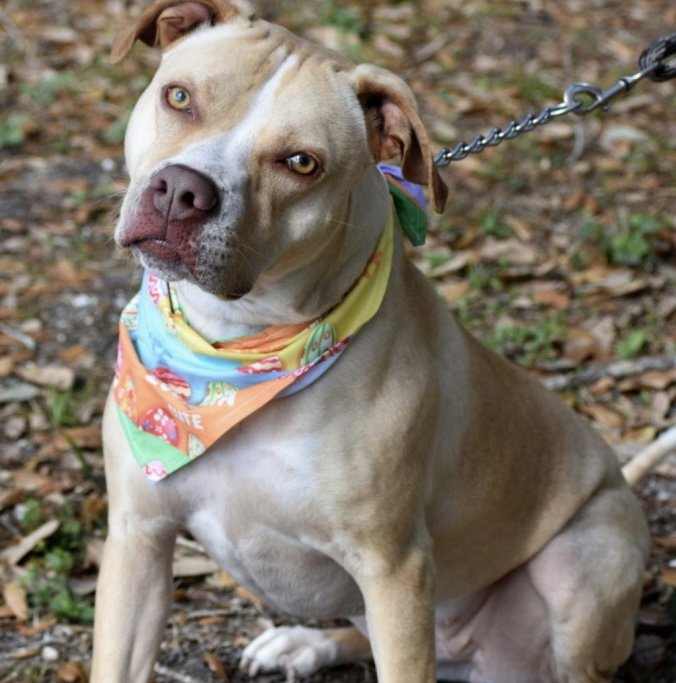 adoptable Dog in Fort Pierce, FL named LUNA