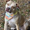 adoptable Dog in fort pierce, FL named LUNA