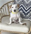 adoptable Dog in fort pierce, FL named JOLINE