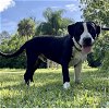 adoptable Dog in fort pierce, FL named JUNIOR