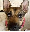adoptable Dog in fort pierce, FL named NEVAEH