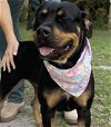 adoptable Dog in fort pierce, FL named CHARLOTTE