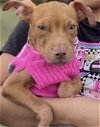 adoptable Dog in fort pierce, FL named PABLO