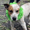 adoptable Dog in  named Elfie