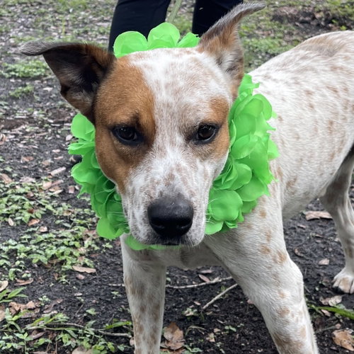 picture of the dog needing adoption
