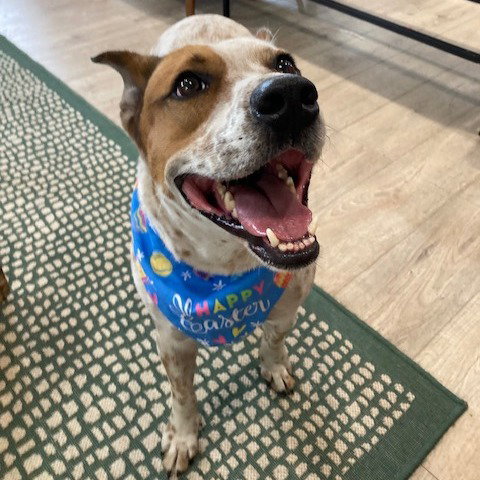 Elfie, an adoptable Cattle Dog in Fort Pierce, FL