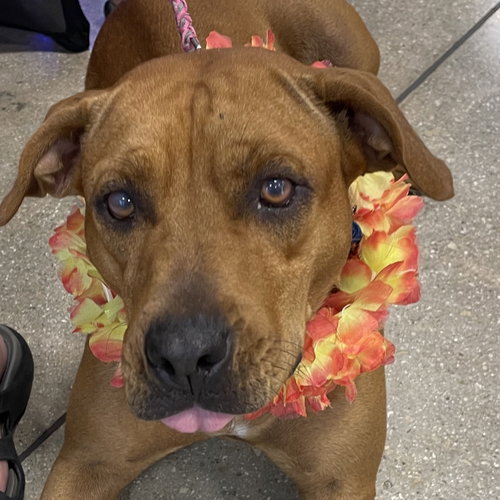 MOLLY - Hound for adoption in Port St. Lucie