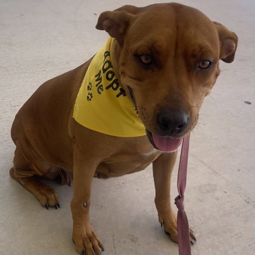 MOLLY - Hound available for adoption