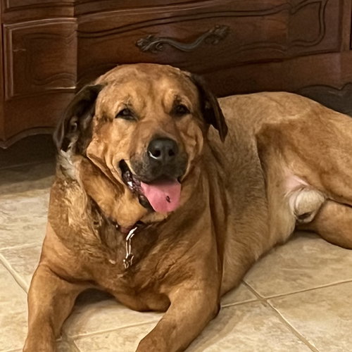 MATEO - Redbone Coonhound for adoption in Port St. Lucie