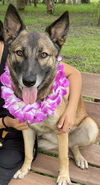 adoptable Dog in  named Hazel