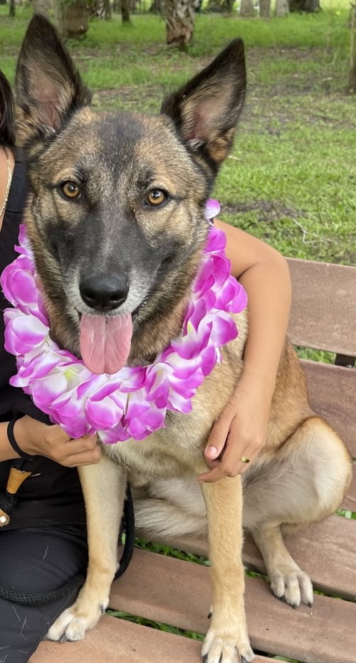 picture of the dog needing adoption