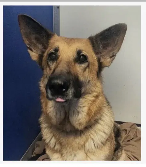 Candy - German Shepherd