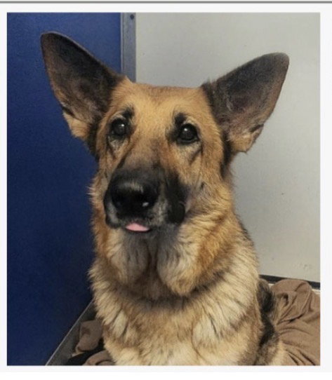 Candy, an adoptable Shepherd in Fort Pierce, FL